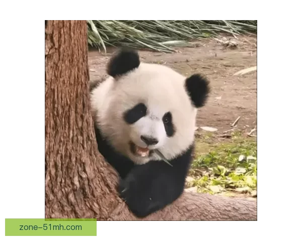 揭秘“吃瓜”的无限可能：不止是围观，更是新时代的社交货币